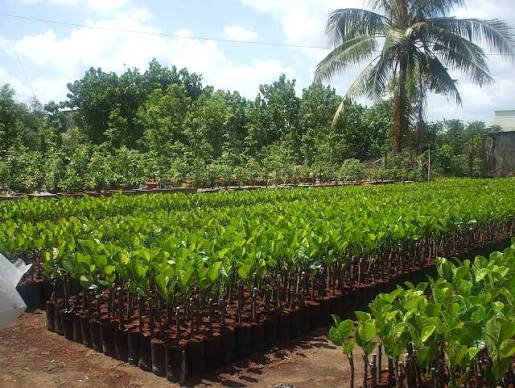 Bí Quyết Chọn Mua Giống Cây Trồng Chợ Lách