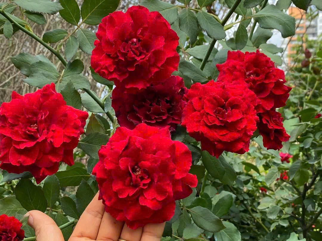 Hoa Hồng Leo Cổ Hải Phòng