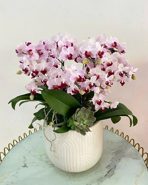 Hoa Lan Hồ Điệp