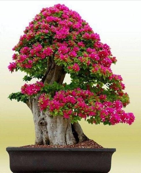 Hoa Giấy Mỹ