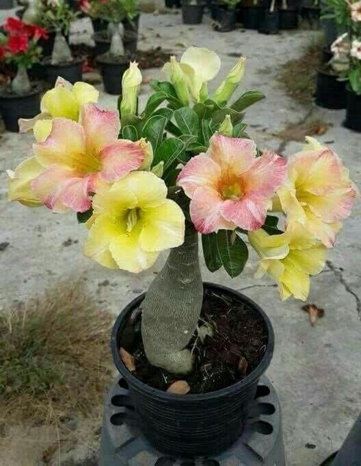 Hoa Sứ Cánh Kép