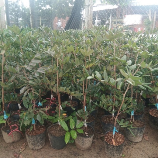 Giống Cây Nhãn Xuồng