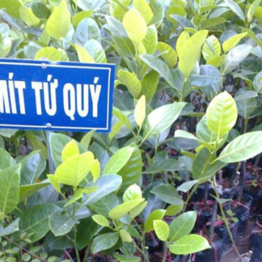 Giống Cây Mít Tứ Quý
