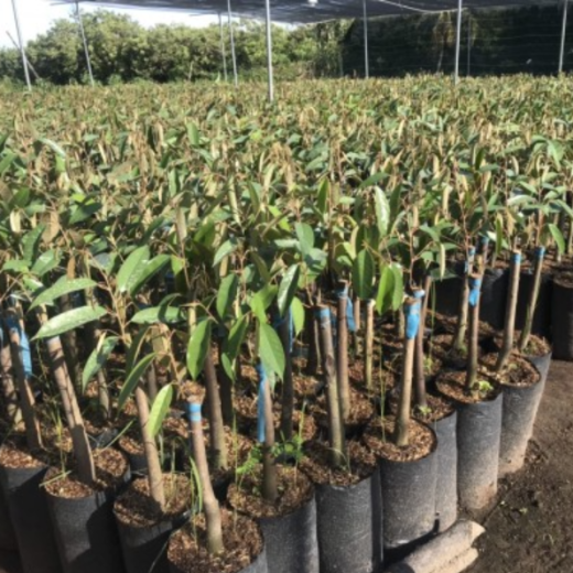 Giống Cây Sầu Riêng Ri6