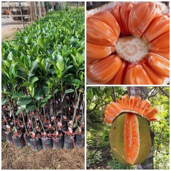 Giống Cây Mít Ruột Đỏ