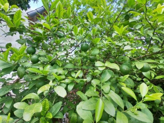 Giống Cây Chanh Ta