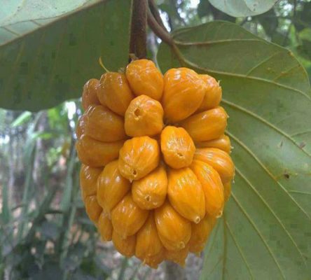 Giống Cây Mít Tố Nữ