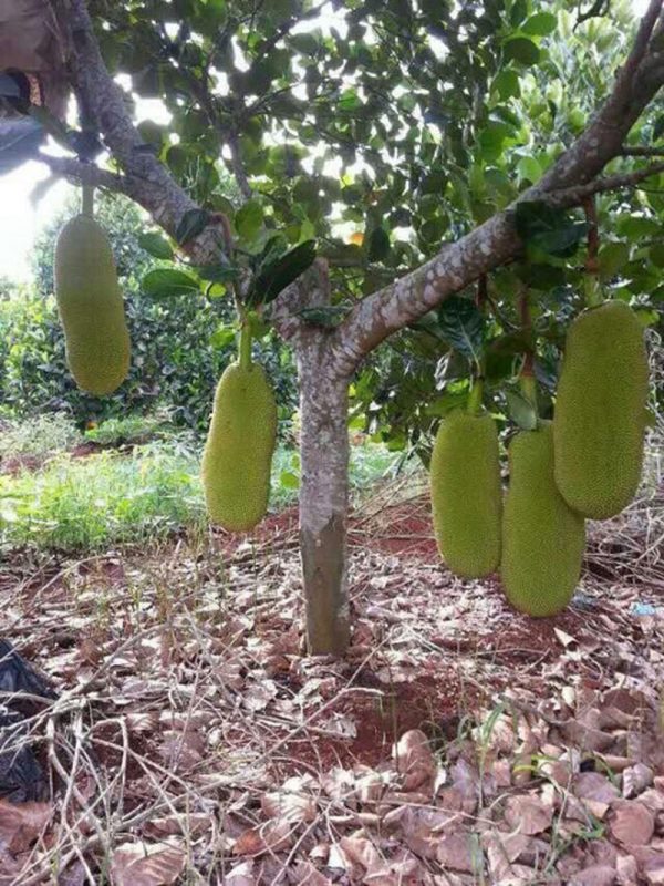 Giống Cây Mít Malai Trái Dài