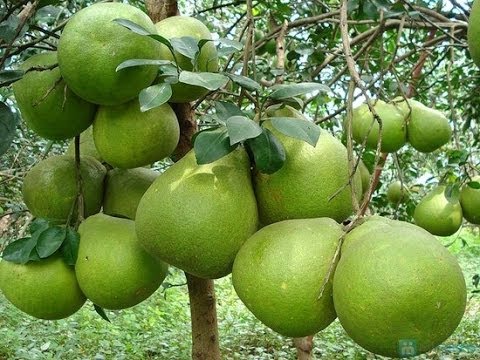 Giống Cây Bưởi Da Xanh