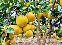 Giống Cây Bưởi Diễn