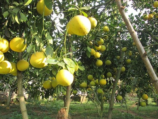 Giống Cây Bưởi Siêu Ngọt