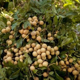 Giống Cây Nhãn Lồng