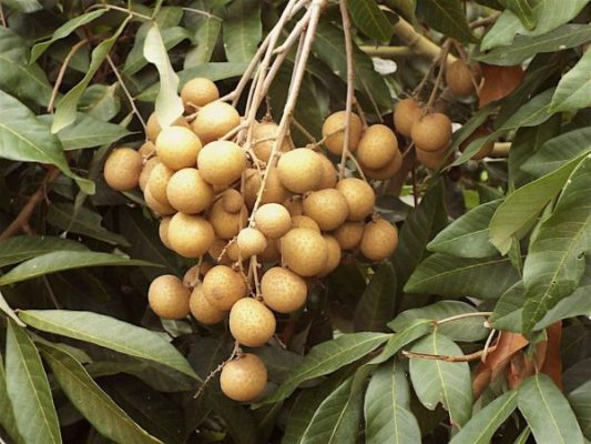 Giống Cây Nhãn Thái Ido