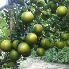 Giống Cây Cam Xoàn