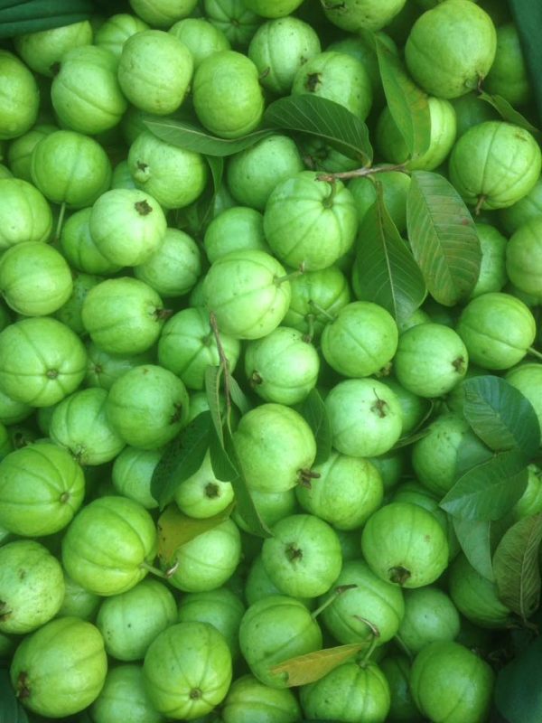 Giống Cây Ổi Bốn Mùa