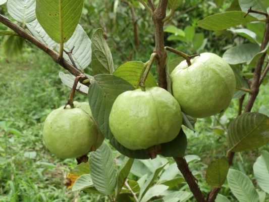 Giống Cây Ổi Không Hạt