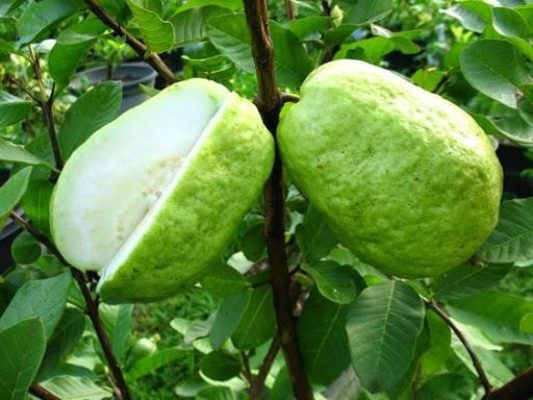 Giống Cây Ổi Lê Đài Loan (F1)