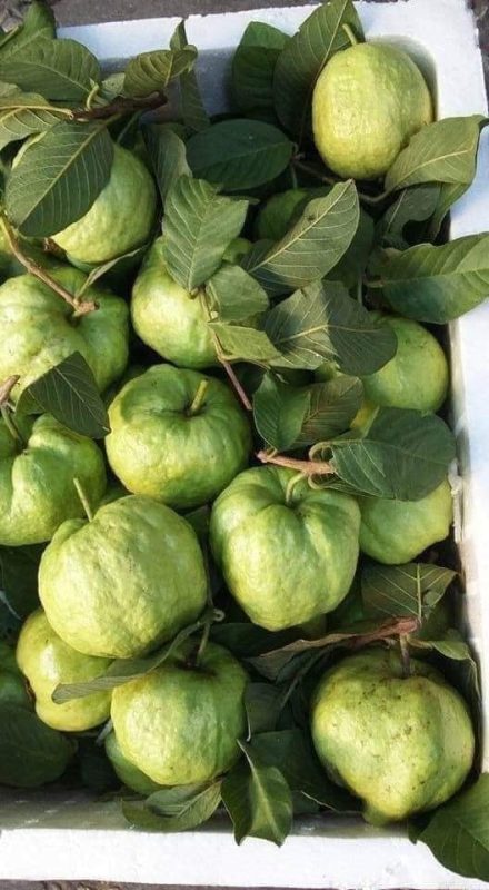 Giống Cây Ổi Nữ Hoàng