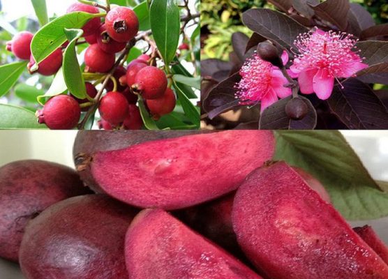Giống Cây Ổi Tím