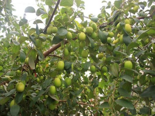 Giống Cây Táo Đại