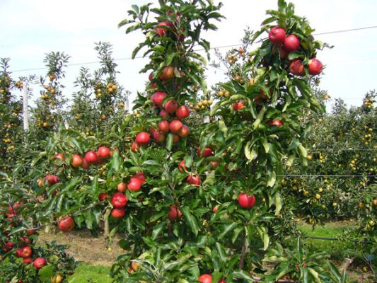 Giống Cây Táo Ruột Đỏ