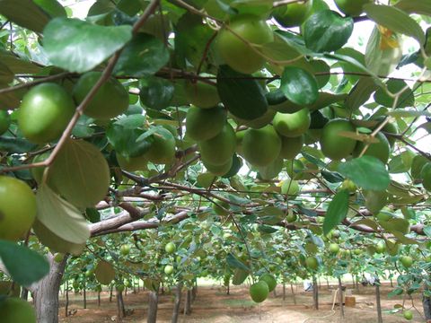 Giống Cây Táo Siêu Quả