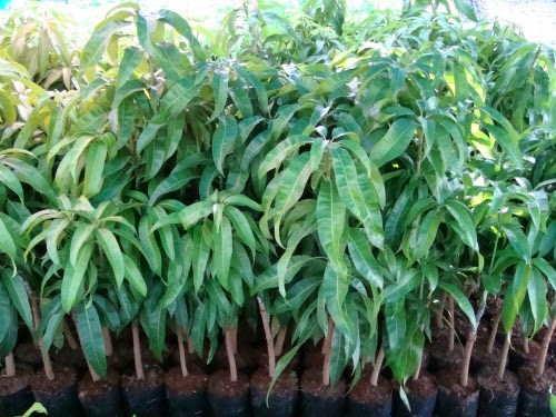 Giống Cây Xoài Thái Lan