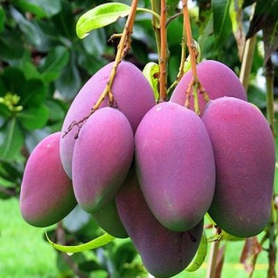 Giống Cây Xoài Tím