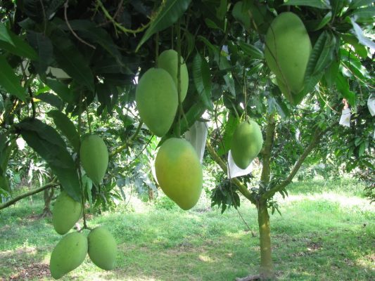 Giống Cây Xoài Tứ Quý