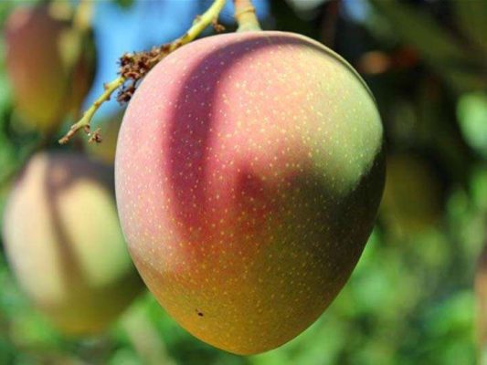 Giống Cây Xoài Úc