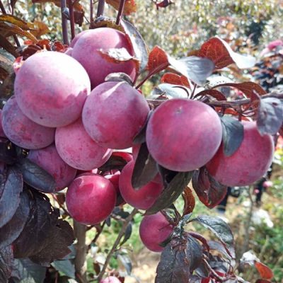 Giống Cây Mận Đỏ Úc