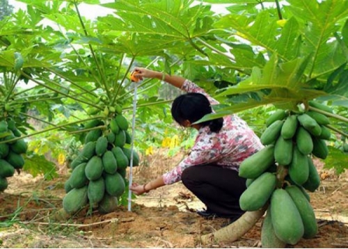 Giống Cây Đu Đủ Đài Loan