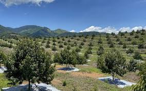 Bán đất vườn sầu riêng đang thu hoạch
